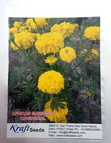 marigoldsさん専用２　1000 Marigold - Crackerjack Seeds | Earl May